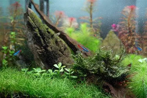 מקרוב Aquascape עם עשב שיער ננסי