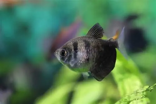 Falda Negra Tetra