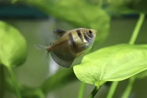 falda negra tetra