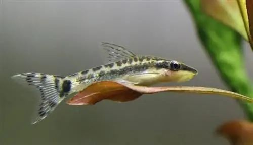 سمك السلور otocinclus