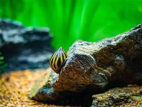 Nerite Snail