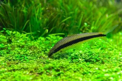 10 meilleurs poissons mangeurs d'algues pour aider à garder votre aquarium propre (avec photos)