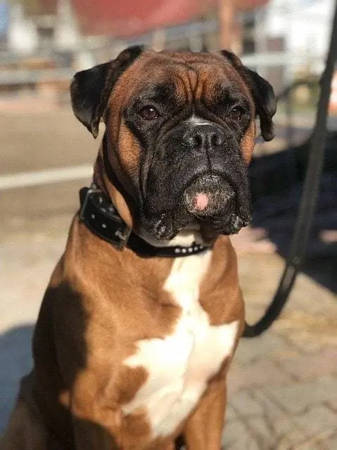 boxer ciobanesc german