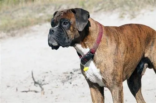 American Boxer Dog