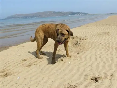 manteau bringé boxador à la plage