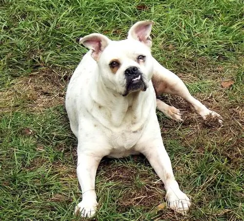 bulloxer english bulldog boxer