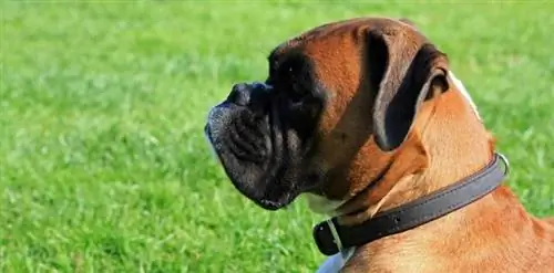 7 Jenis Ras Anjing Boxer & Perbedaannya (dengan Gambar)