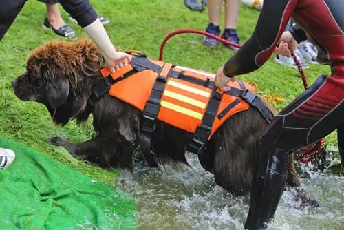 Newfoundland hundträning