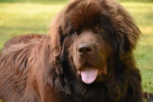 Brown Newfoundland Dog: Mga Larawan, Katotohanan & Kasaysayan