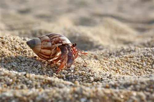 hermit crab