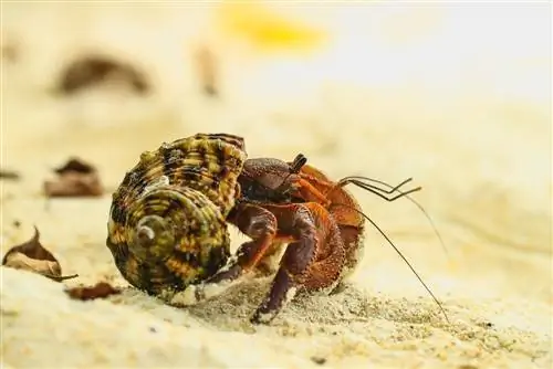 hermit crab