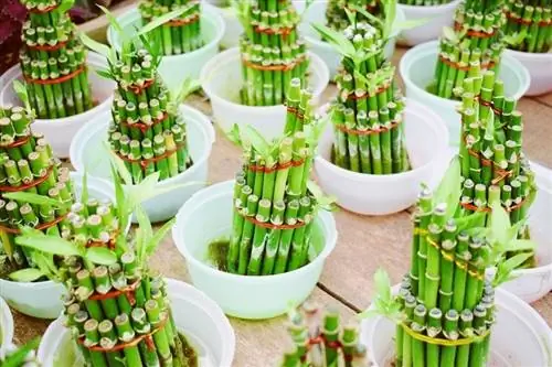 ķīniešu-lucky-bamboo_NaufalHanif_shutterstock