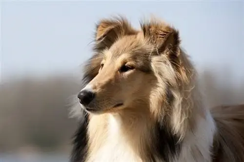 Scotch Collie olhando para a esquerda_11A fotografie_shutterstock