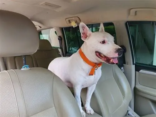 bull-terrier français