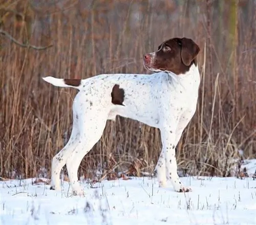 Upea ranskalainen pointing dog_Zuzule_shutterstock