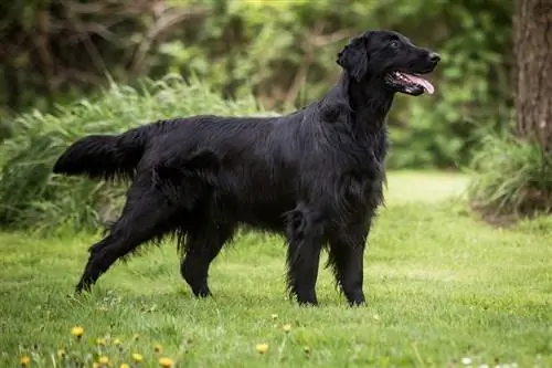 Chien retriever à poil plat dans le jardin_kimkuehke_shutterstock