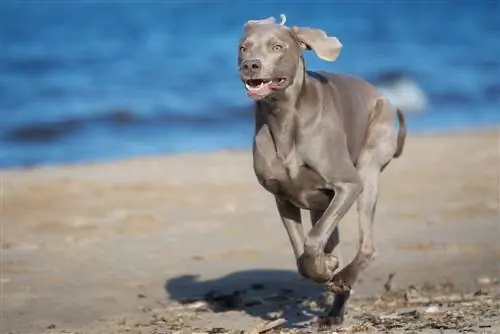 anjing kelabu biru di pantai