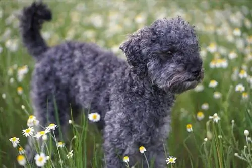 100+ namen voor blauwe honden: ideeën voor aards & diepe honden