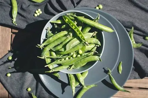 האם כלבים יכולים לאכול Sugar Snap Peas? עובדות תזונה & מדריך