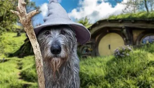 100+ Nomi di cani del Signore degli Anelli: idee per fantasiosi & Mystical Dogs