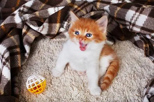 Ginger kitten nrog lub hauv siab dawb