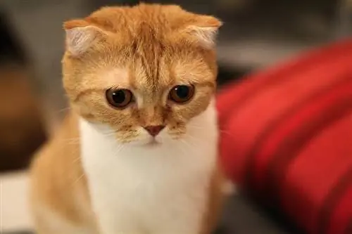 Scottish Fold kitten