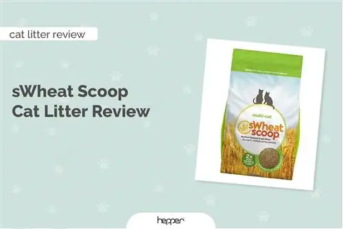 SWheat Scoop Cat Litter Review 2023 – Voors, tegens & Oordeel