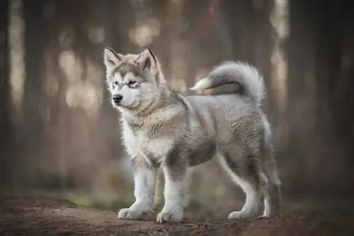 Wolamute Puppy