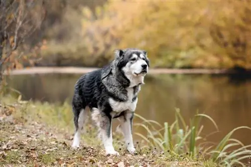 Cane Wolamuto