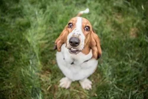 Basset Hound akitazama juu