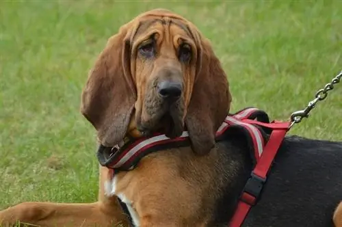 cão de caça triste