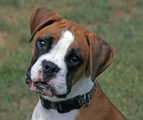 Boggle (Boxer & Beagle Mix) Dog Cov Lus Qhia