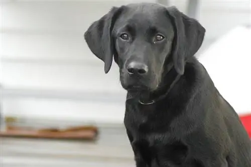 Labrottie (mješanac labrador retrivera i rotvajlera) Informacije o pasmini pasa