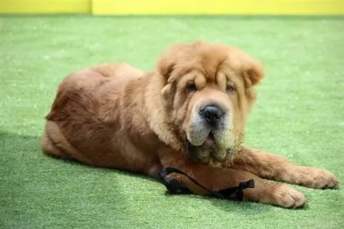 Shar Pei descansando