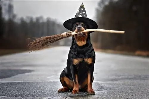 Wizard Dog