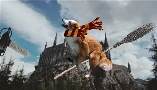 câine de quidditch