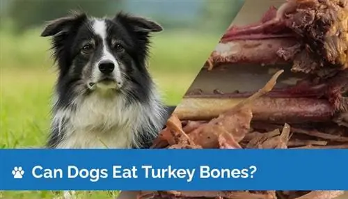 Maaari Bang Kumain ang Mga Aso ng Turkey Bones? Mga Panganib & Mga Tip sa Pangkaligtasan