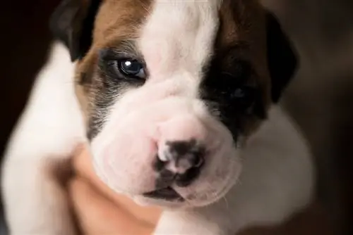 EngAm Bulldog Puppy