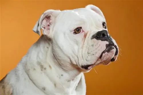 Kiingereza bulldog american