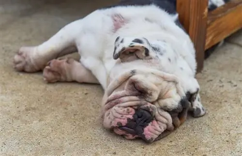 Sleeping EngAm Bulldog