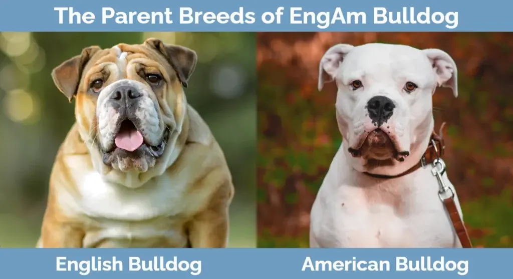 Les races progenitores d'EngAm Bulldog