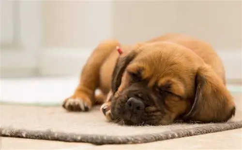 ¿Por qué mi cachorro tiembla mientras duerme? 3 razones potenciales