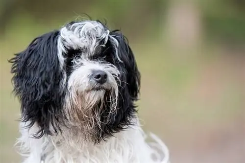 Russiske Tsvetnaya Bolonka dog_Bildagentur Zoonar GmbH_shutterstock