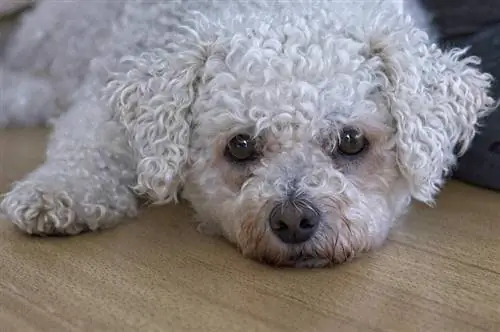 bichon frisé