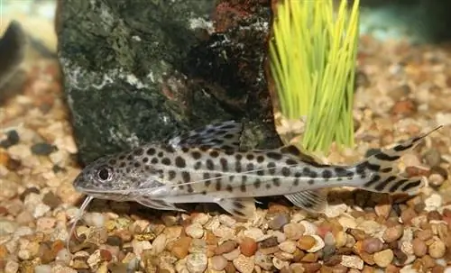 Pictus-pesce gatto