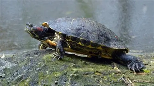 roodwangschildpad