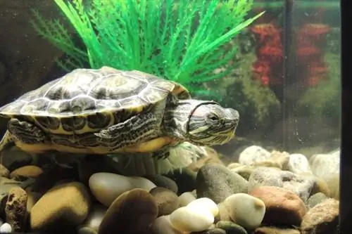 roodwangschildpad in aquarium