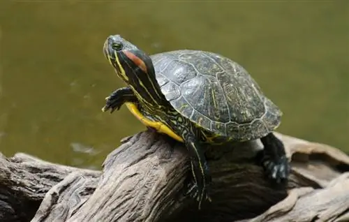 8 Lub Tank Cov Phooj Ywg Zoo Tshaj Plaws rau Red-Eared Slider vaub kib (Cov Lus Qhia Ua Tau Zoo 2023)