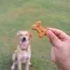 Sweet Potato Dog Treats Recipe