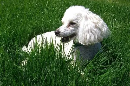 witte poedel die op gras ligt